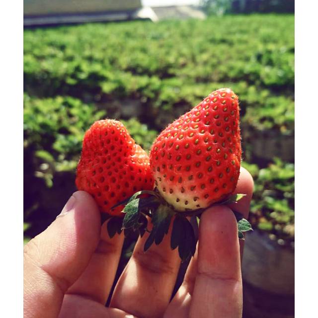 

stroberryfreshfood
