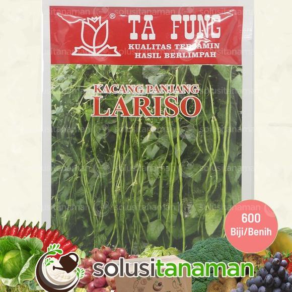 KWALITAS TERBAIK Benih Kacang Panjang Lariso 100 gr - 600 Biji - Benih Sayuran Biji Bibit Sayur Tana