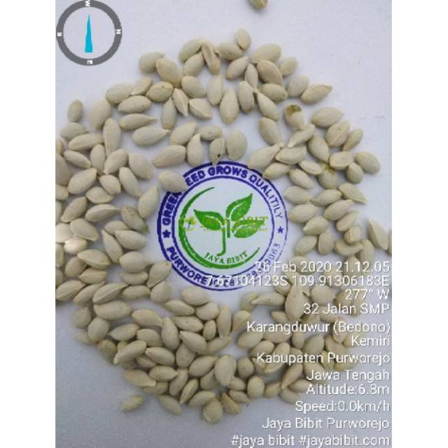 Biji jeruk jc japance citroen