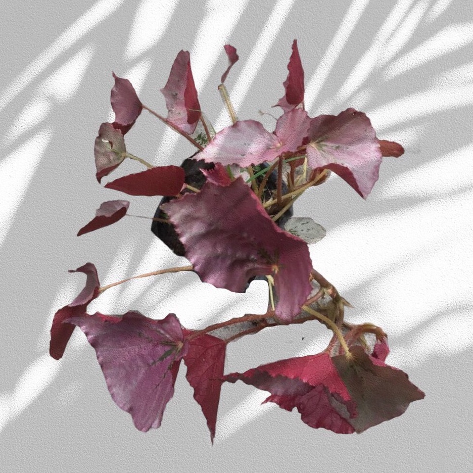 BEGONIA PINK