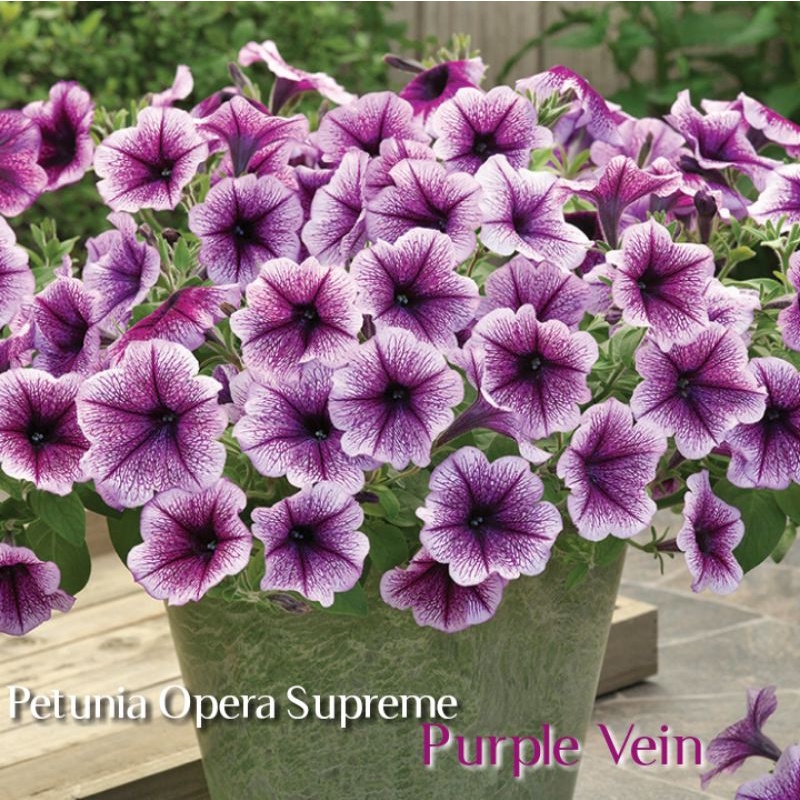 Petunia Opera Supreme Purple Vein F1