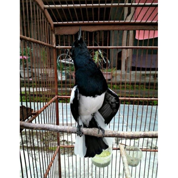 kacer daput gacor jinak ngobra2