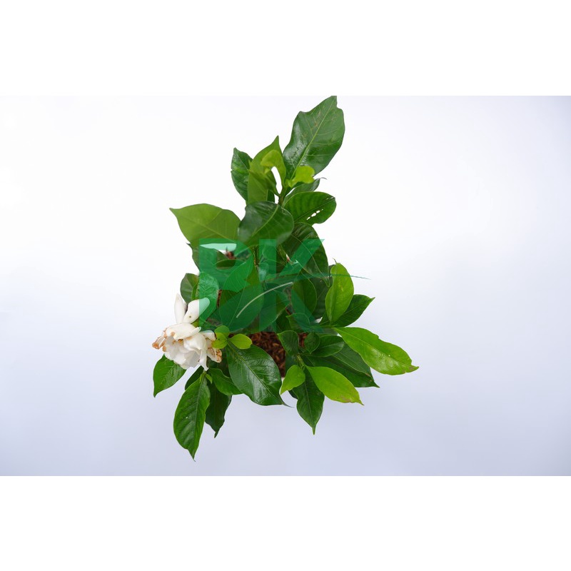 TANAMAN HIAS GARDENIA JASMINOIDES/KACA PIRING/CEPIRING - BAKUL KEMBANG