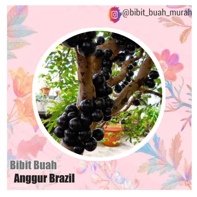 BIBIT TANAMAN BUAH ANGGUR BRAZIL CANGKOK
