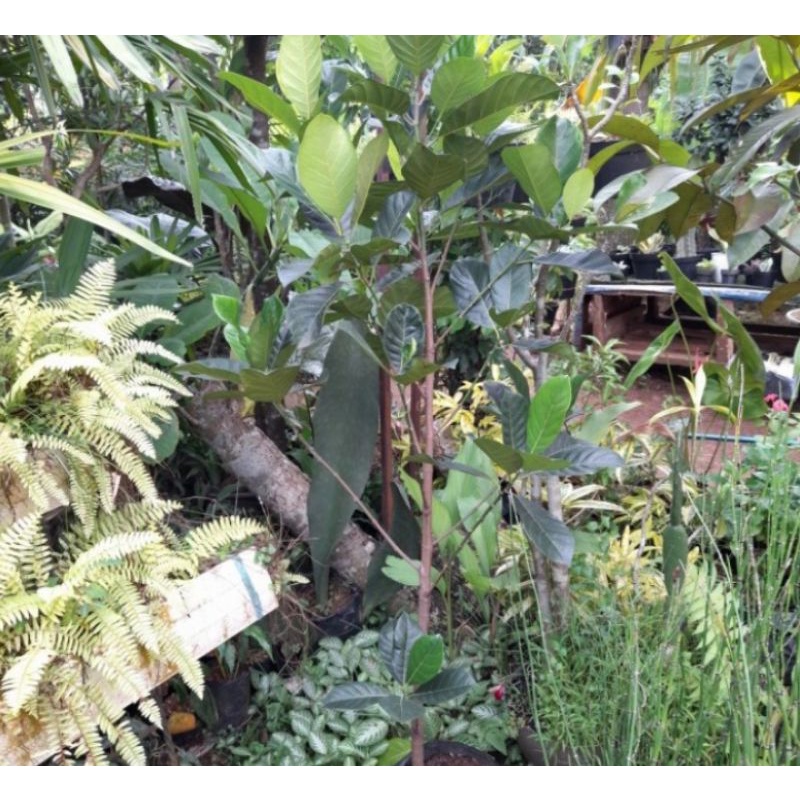 pohon buah nangka mini tinggi 1,5m