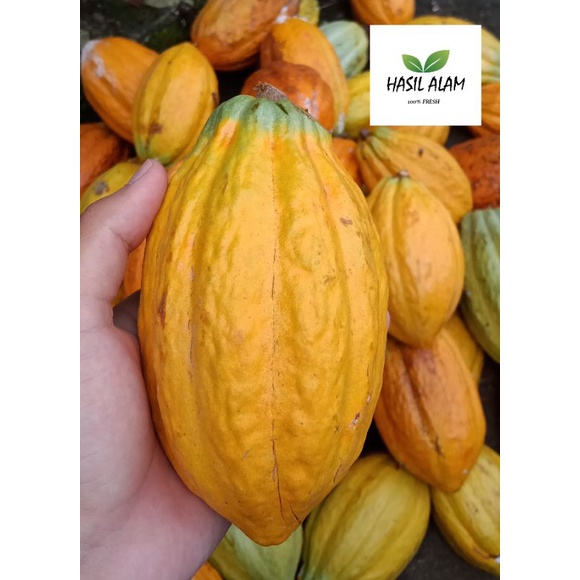 

Buah coklat/ Buah kakao matang segar petik langsung