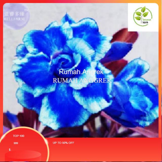 Bibit Tanaman Hias Adenium Kamboja Obesum derk desssert blue- adenium bunga tumpuk-obesum-kamboja jepang-kemboja-bibit tanaman hias adenium Kamboja-tanaman hidup-bunga hidup-bunga hias-bunga hidup-bunga hias Terima kasih.RUMAH.ANGREK