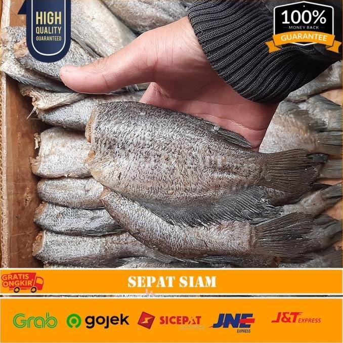 

Ikan Asin Sepat Siam Size Besar 1Kg PREMIUM ---Terbaru---