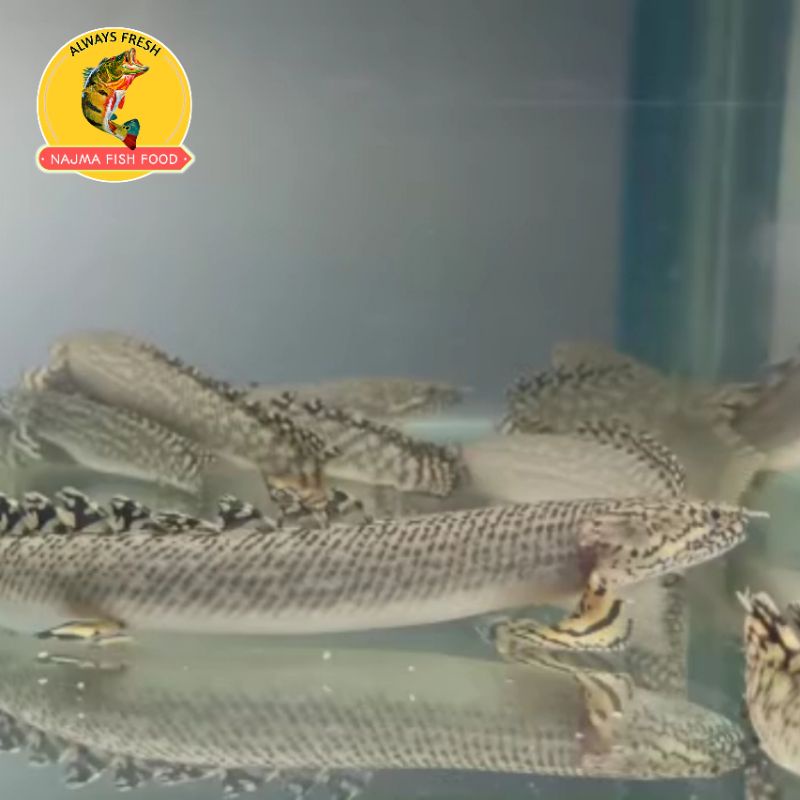 Ikan Palmas Orna Ukuran 13-14cm termurah