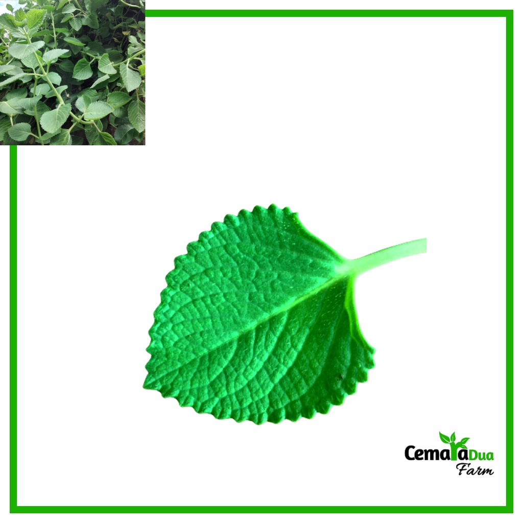 

Daun Jintan Jinten Segar Tanaman Obat Herbal