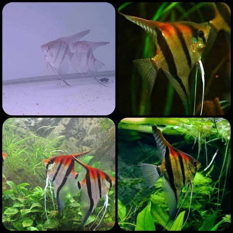 ikan manfish angelfish redback amapa untuk aquarium dan aquascape