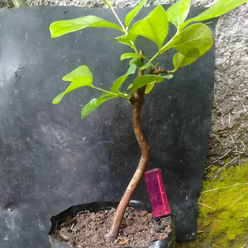 bahan bonsai duwet/jamblang + legundi realpic