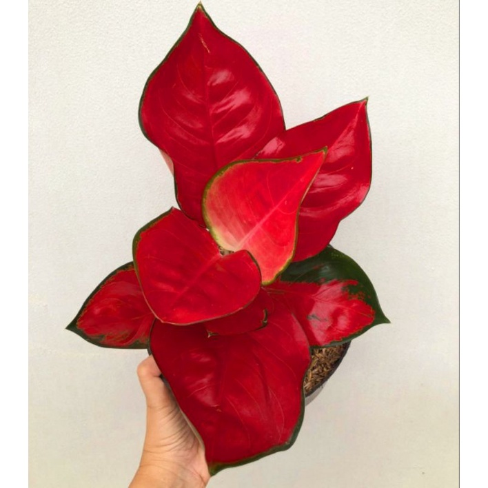 Aglonema Suksom Tanaman Hias Bunga Aglaonema Murah Merah BUKAN bonggol bibit - tanaman hias hidup - 
