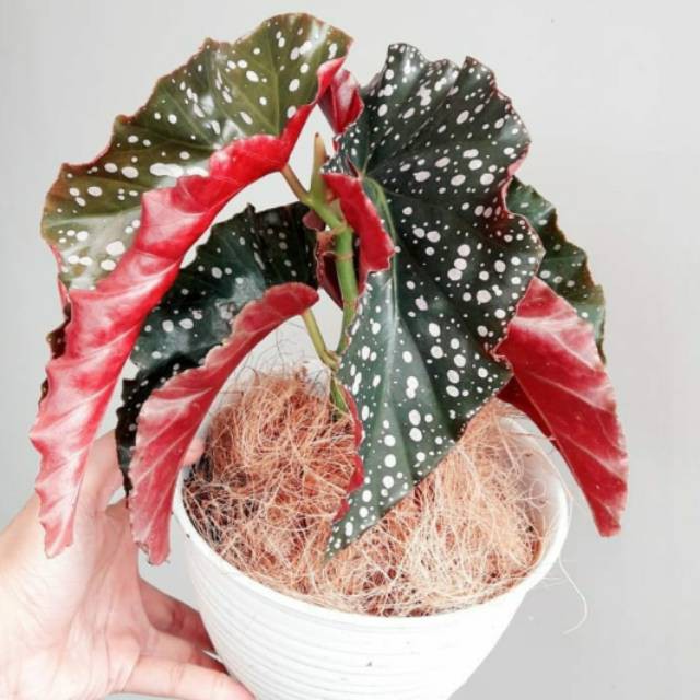 Tanaman hias begonia maculate mocca - begonia mocca