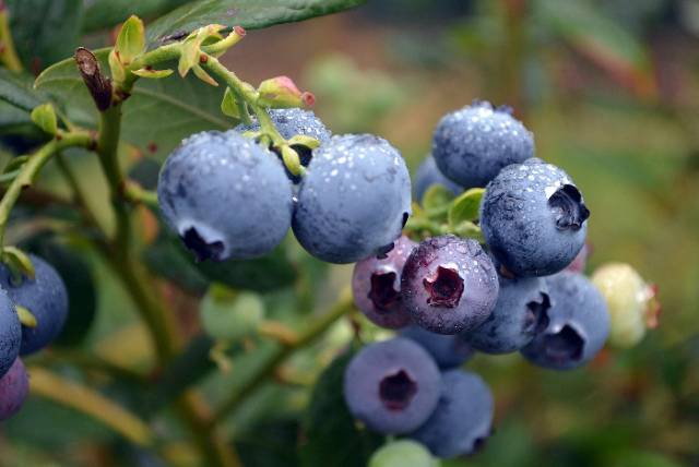 Benih Bibit Biji - Buah Blueberry Bluberi Berries Fruit Seeds - IMPORT