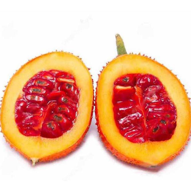 Laris Bibit Pohon Buah Gac Fruit Kw1