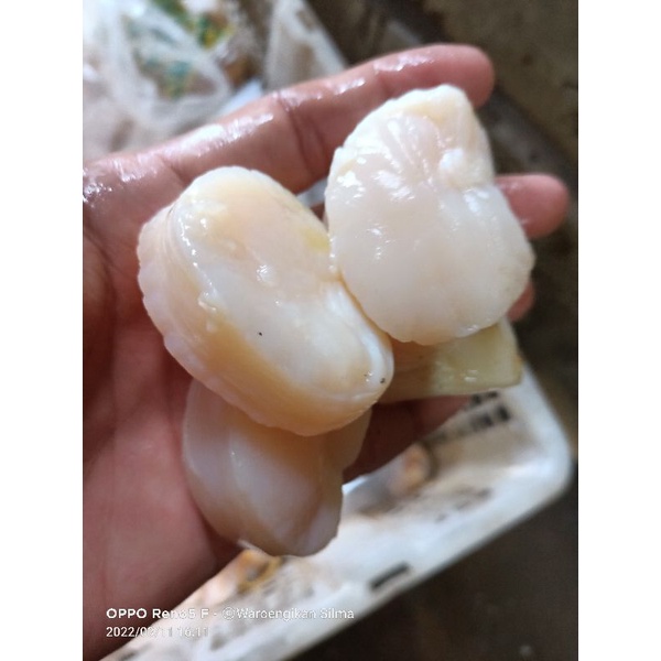

daging kerang kapak/ scallop