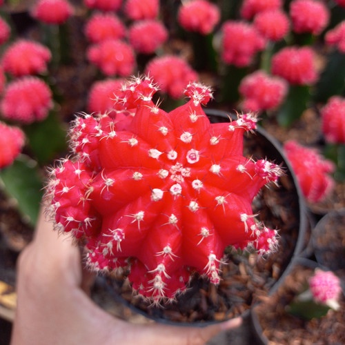 KAKTUS IMPORT GRAFTING GYMNO MERAH TANAMAN KAKTUS SUKULEN WARNA MERAH CANTIK