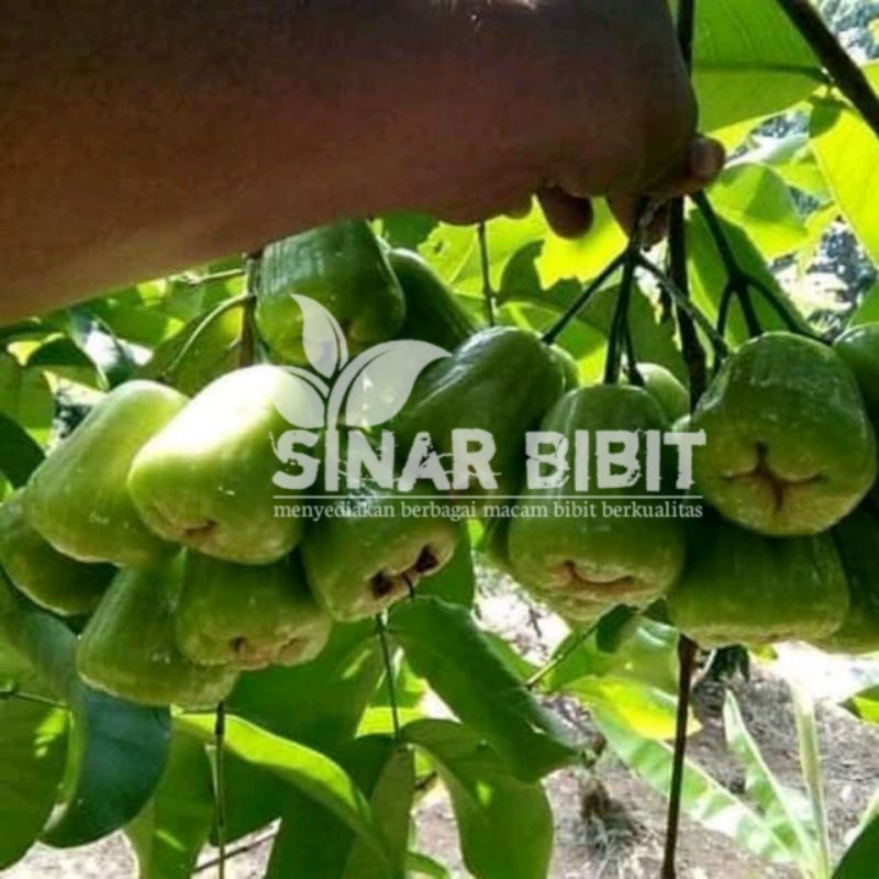 bibit jambu air cincalo tebu