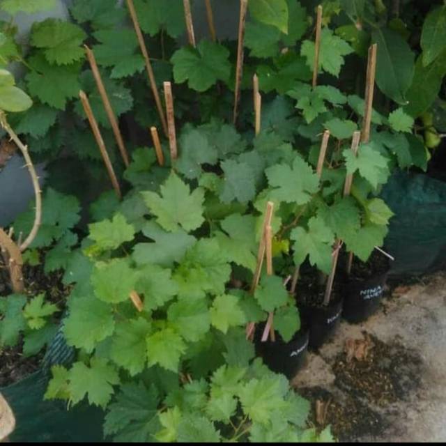 Bibit Anggur Import WHITE HUSAIN GRAFTING