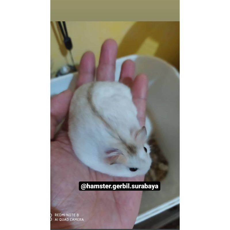 Hamster winter white remaja gembul.