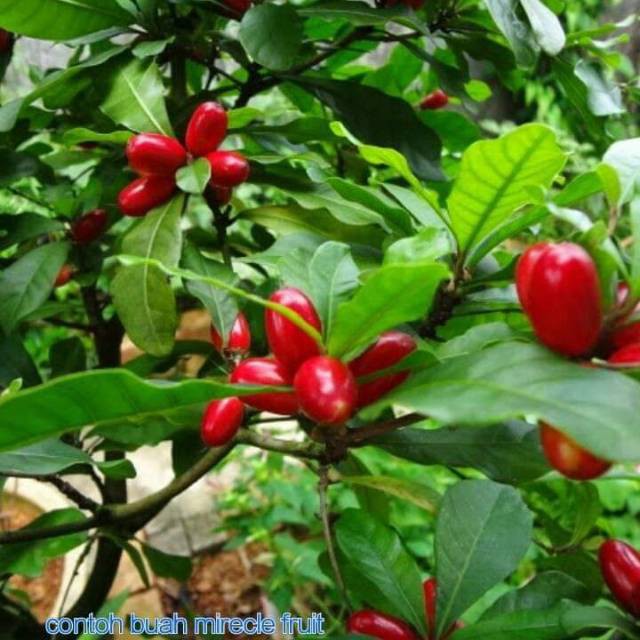 

Bibit mirecle fruit super genjah berbuah