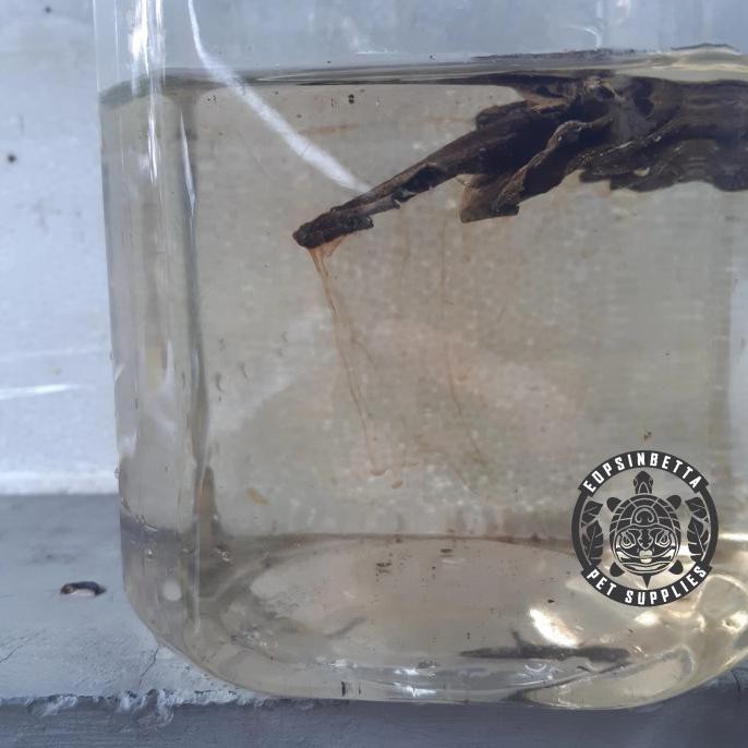 

Daun Ketapang Laut Fermentasi Isi 1 Kg Pencegah Penyakit dan Stres - 1 kg