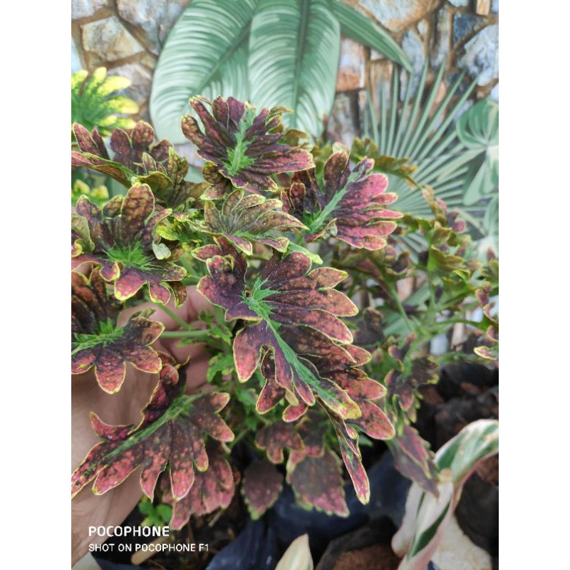 Miana Coleus,Iler,Jawer Kotok,Miana Premium(berakar)