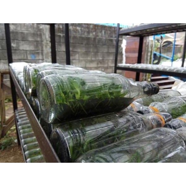 bibit anggrek cattleya botol