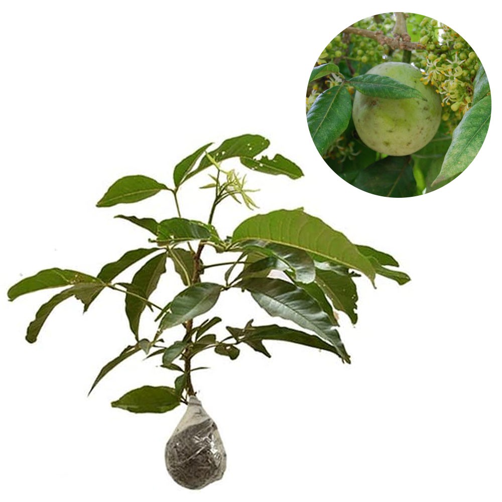 Tanaman Sawo Putih / White Sapote