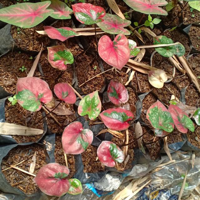 Keladi Baret Caladium Baret Shopee Indonesia