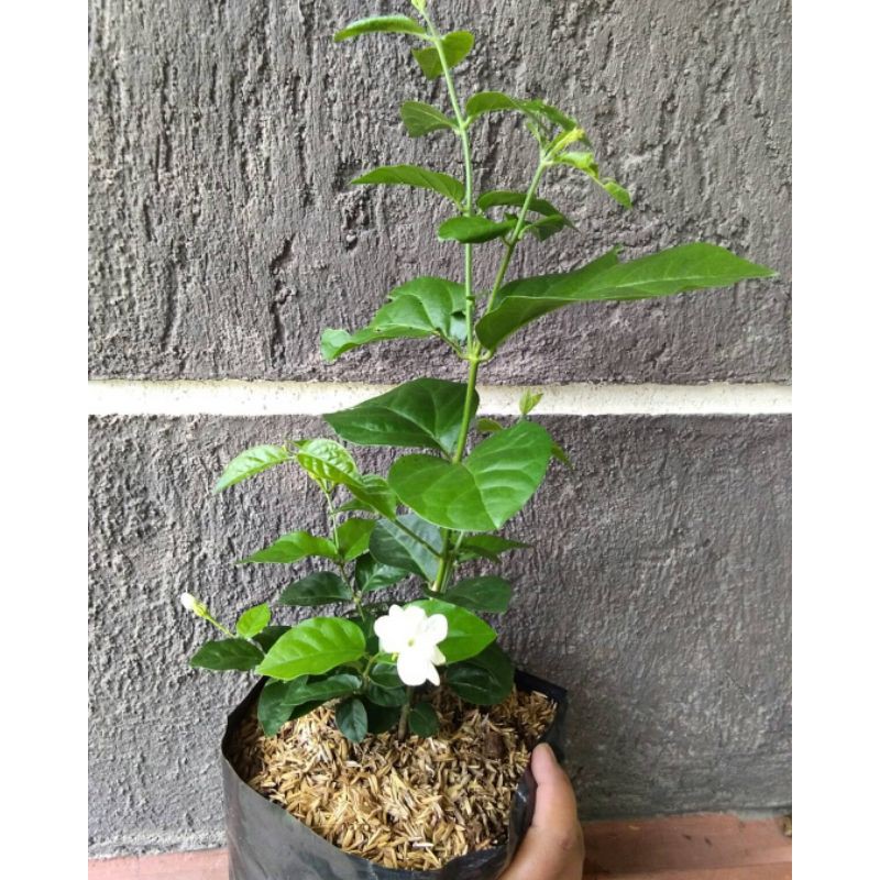 Tanaman Hias Bunga Melati Kampung (Jasminum Officinale) Berbunga - bibit melati kampung bunga murah - BAKUL KEMBANG