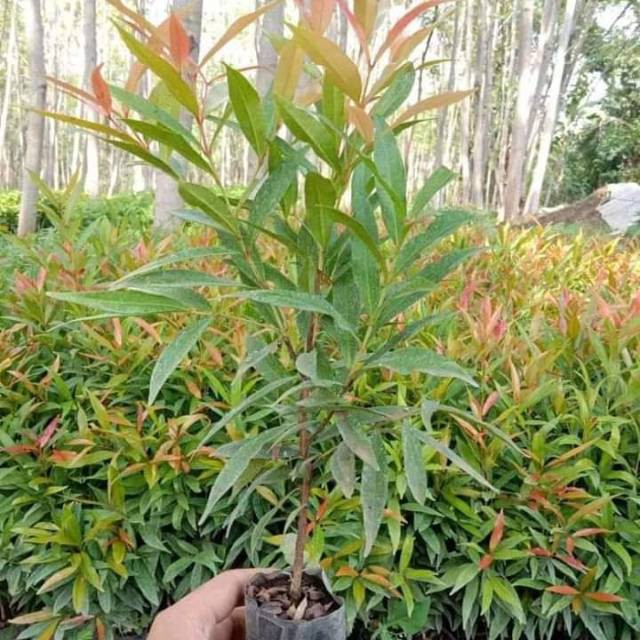 

Bibit bunga pucuk merah murah