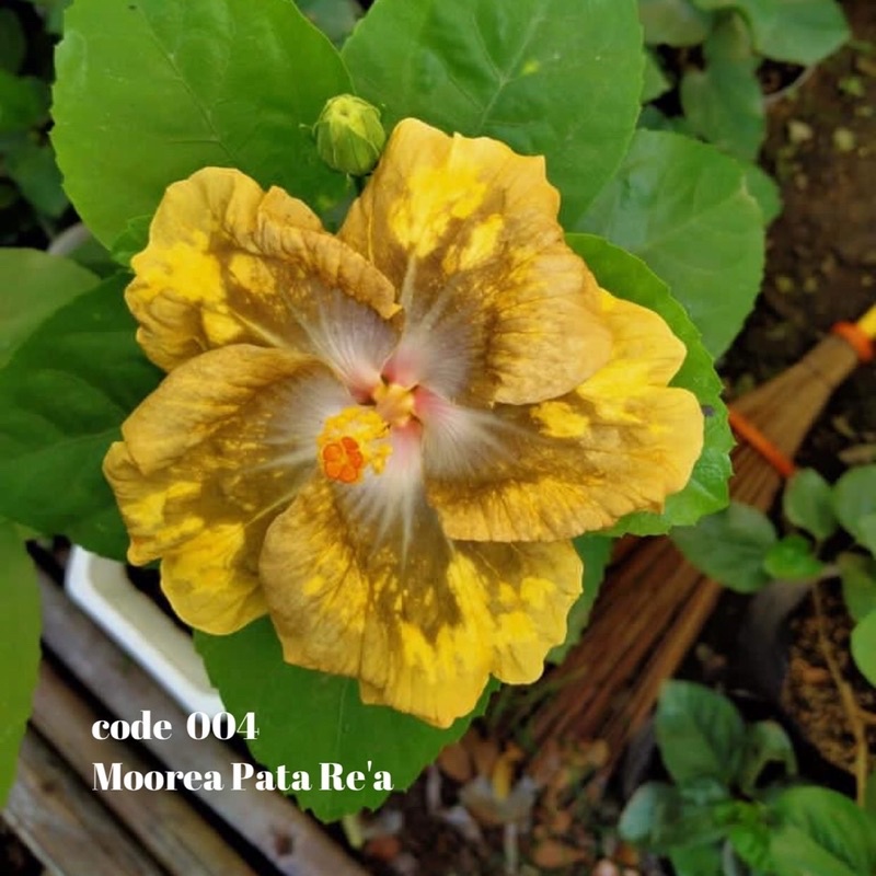 Bibit Bunga Hibiscus Moorea Pata Rea Nusantara Outdoor Import Hibiscus Nusantara CODE 004