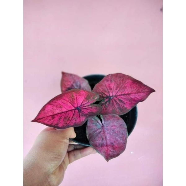 KELADI AC ANTANU ASLI BUKAN BONGGOL TAPI BIBIT SUDAH TUMBUH