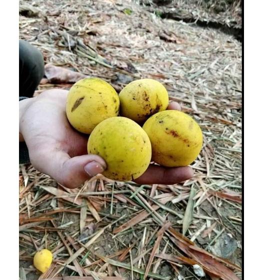 

[PROMO VAH98] BUAH KECAPI/ BUAH SENTUL MANIS SEGAR 1 kg Terbaru