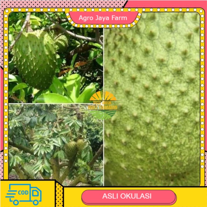 Bibit sirsak madu jumbo super manis