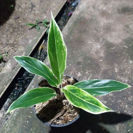 Aglonema lipstik putih,Aglonema white lipstik