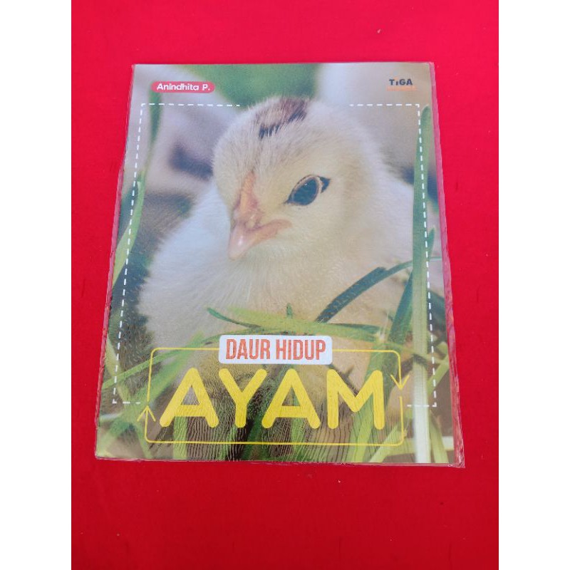 Tiga Ananda Daur Hidup Ayam & Katak