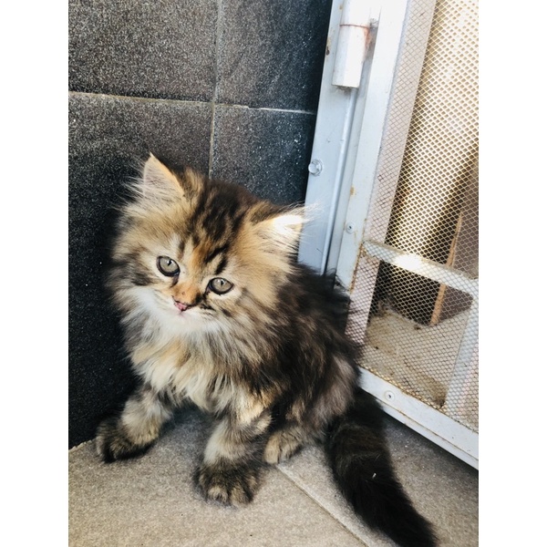 kucing kitten persia longhair