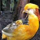 telur ayam hias yellow Pheasant