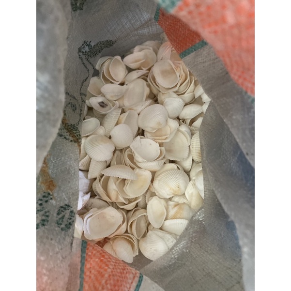 kerang dara besar 1 kg (bersih)