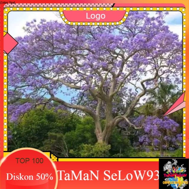 Bibit pohon tabebuya ungu-pohon sakura tabebuya