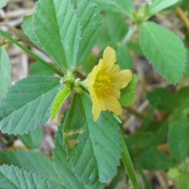 

Daun sidaguri fresh 500 grm