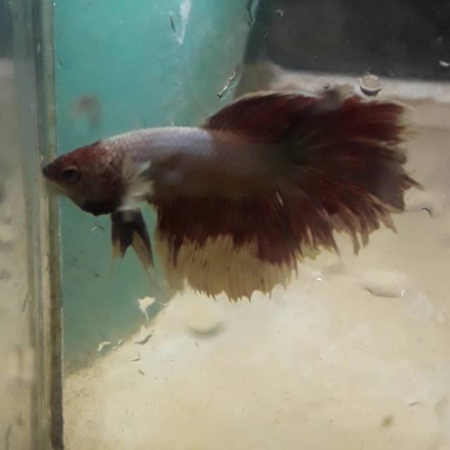 Cupang halfmoon big ear