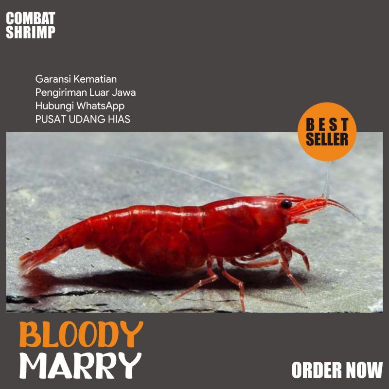 

Udang Hias Blodymarry Murah Berkuallitas Bergaransi (Neocaridina)