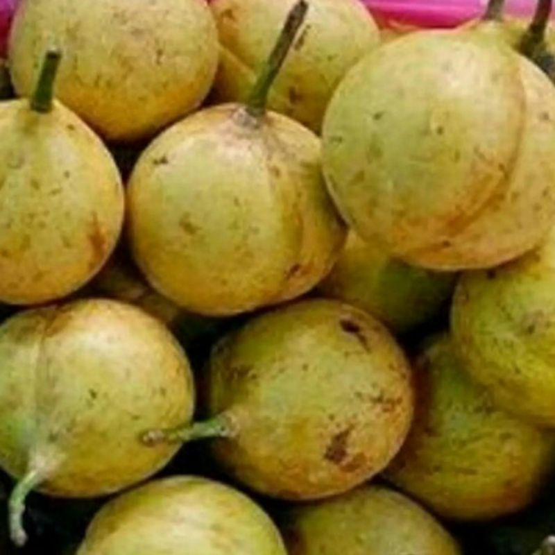 

Buah Pala Segar/ 1 kg