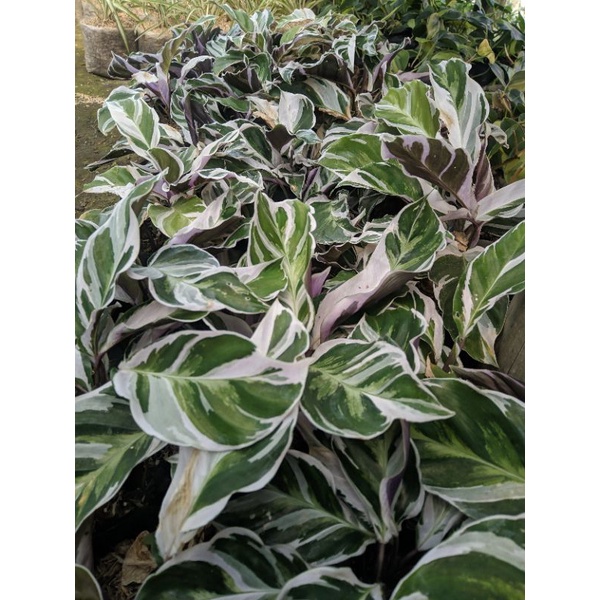 Tanaman hias calathea white fusion rimbun