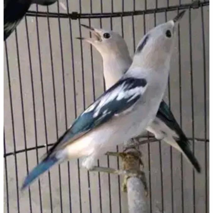 Jalak Kapas Satuan/Sepasang (Masteran) | Mainan