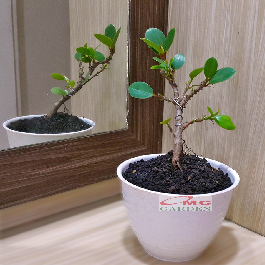 Tanaman Hias Pohon Bonsai Mame Beringin Korea Mini Dolar B-BK-016